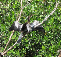 khaga i.e. birds